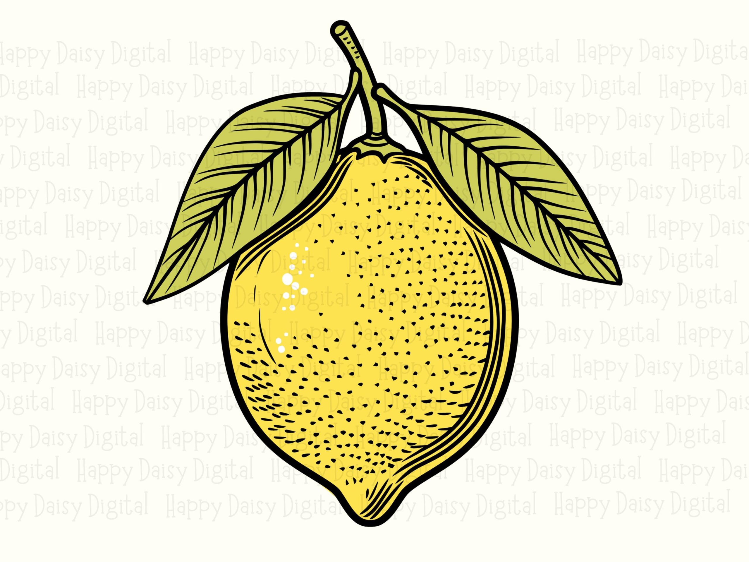 Vintage Lemon Sketch PNG SVG | Sublimation Commercial Use POD - Image 2
