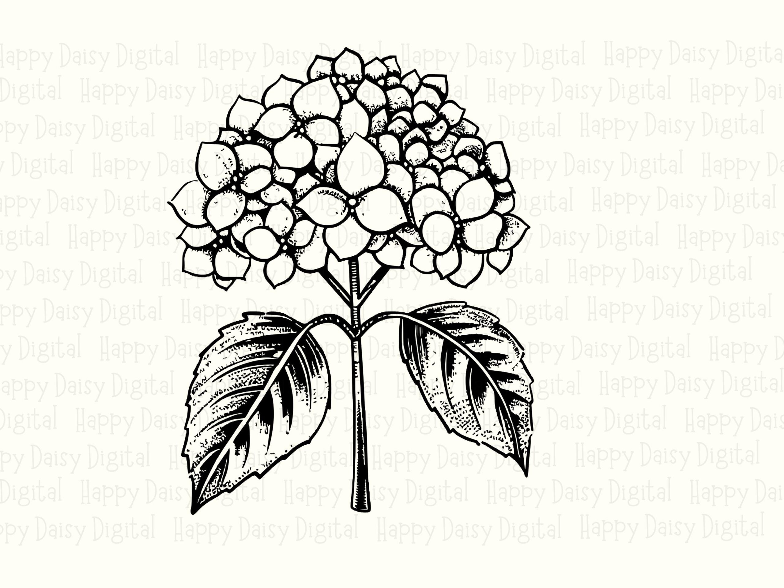 Hydrangea Bloom PNG SVG | Sublimation Commercial Use POD - Image 2